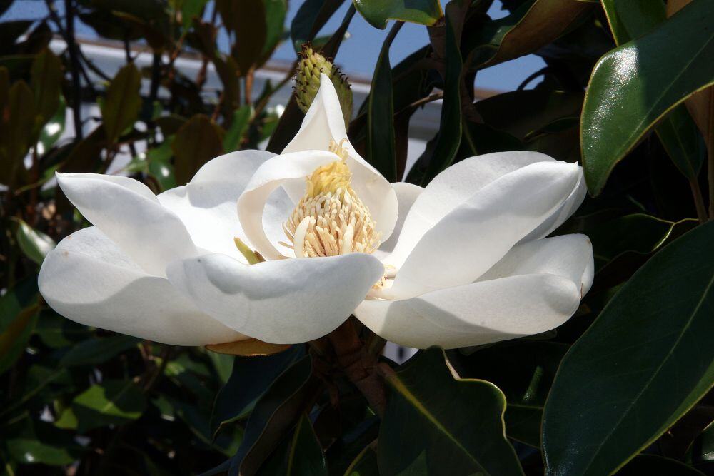 Little Gem Magnolia Flower