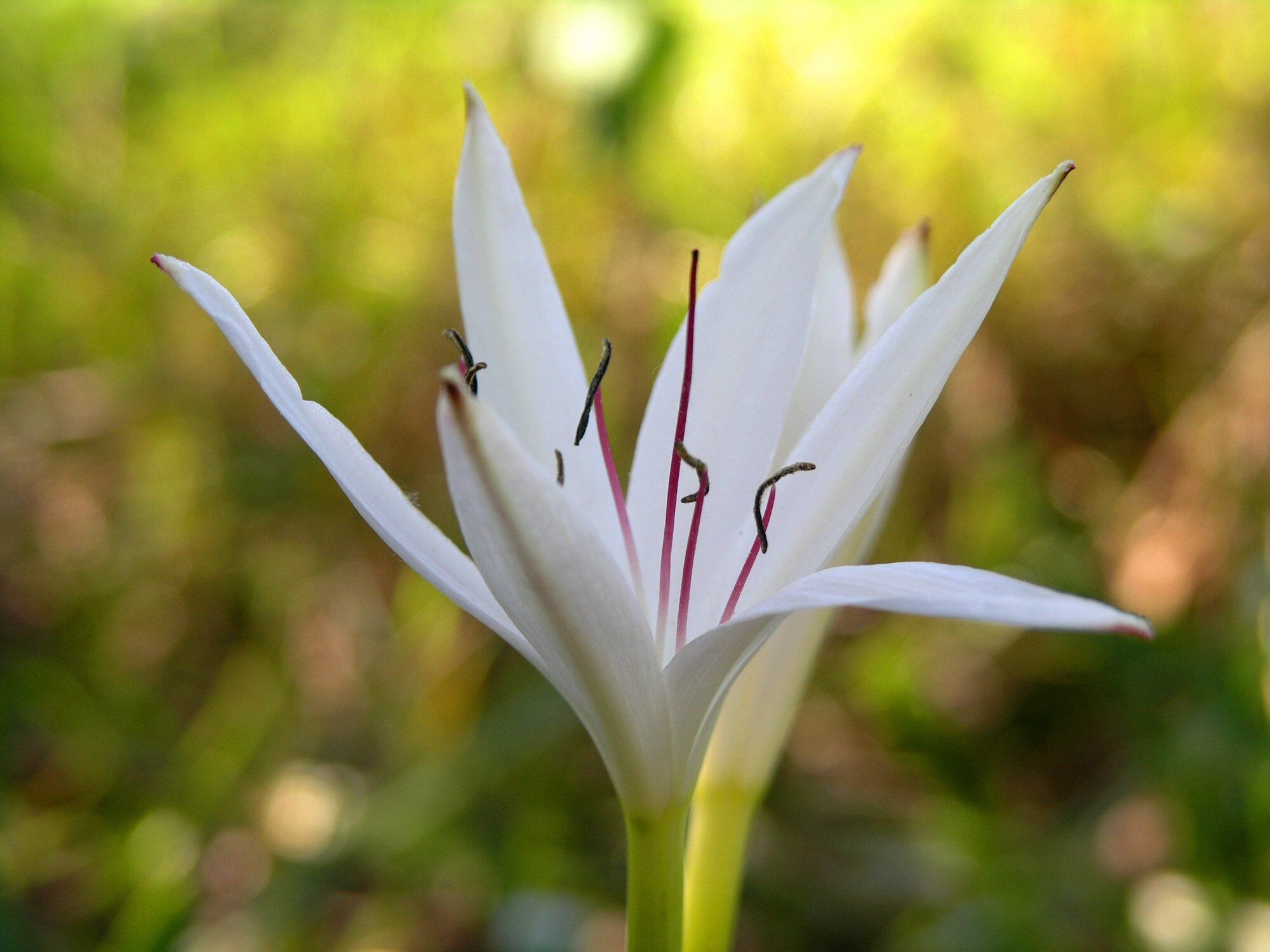 Lillies