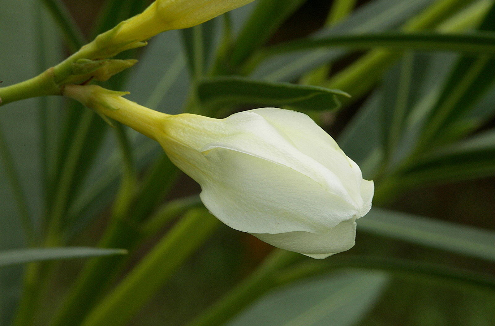 Oleander