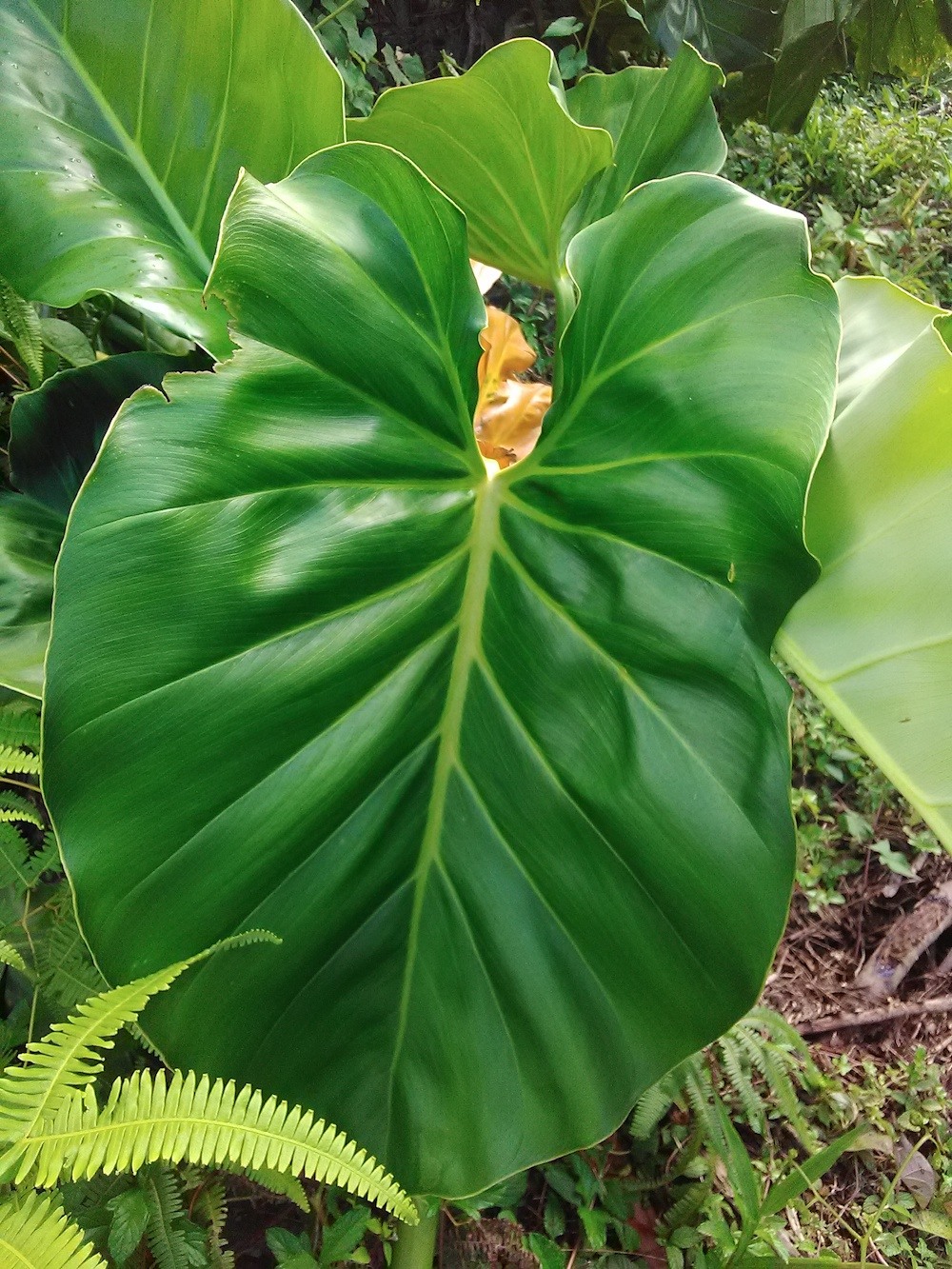 Philodendron