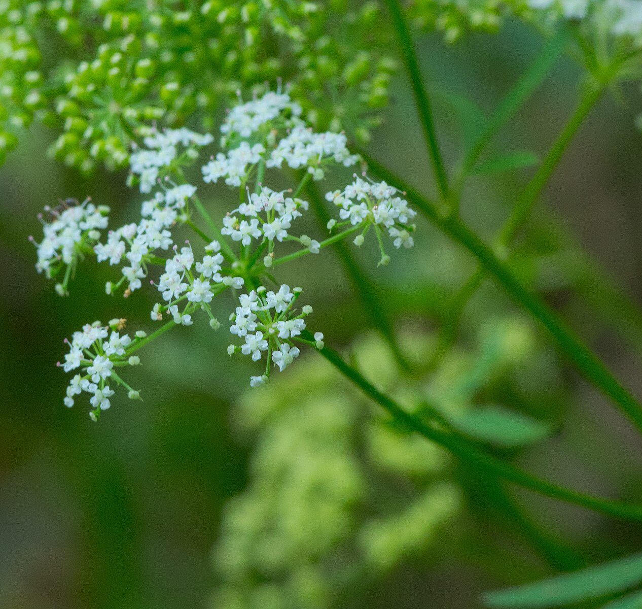 Spotted water hemlock 