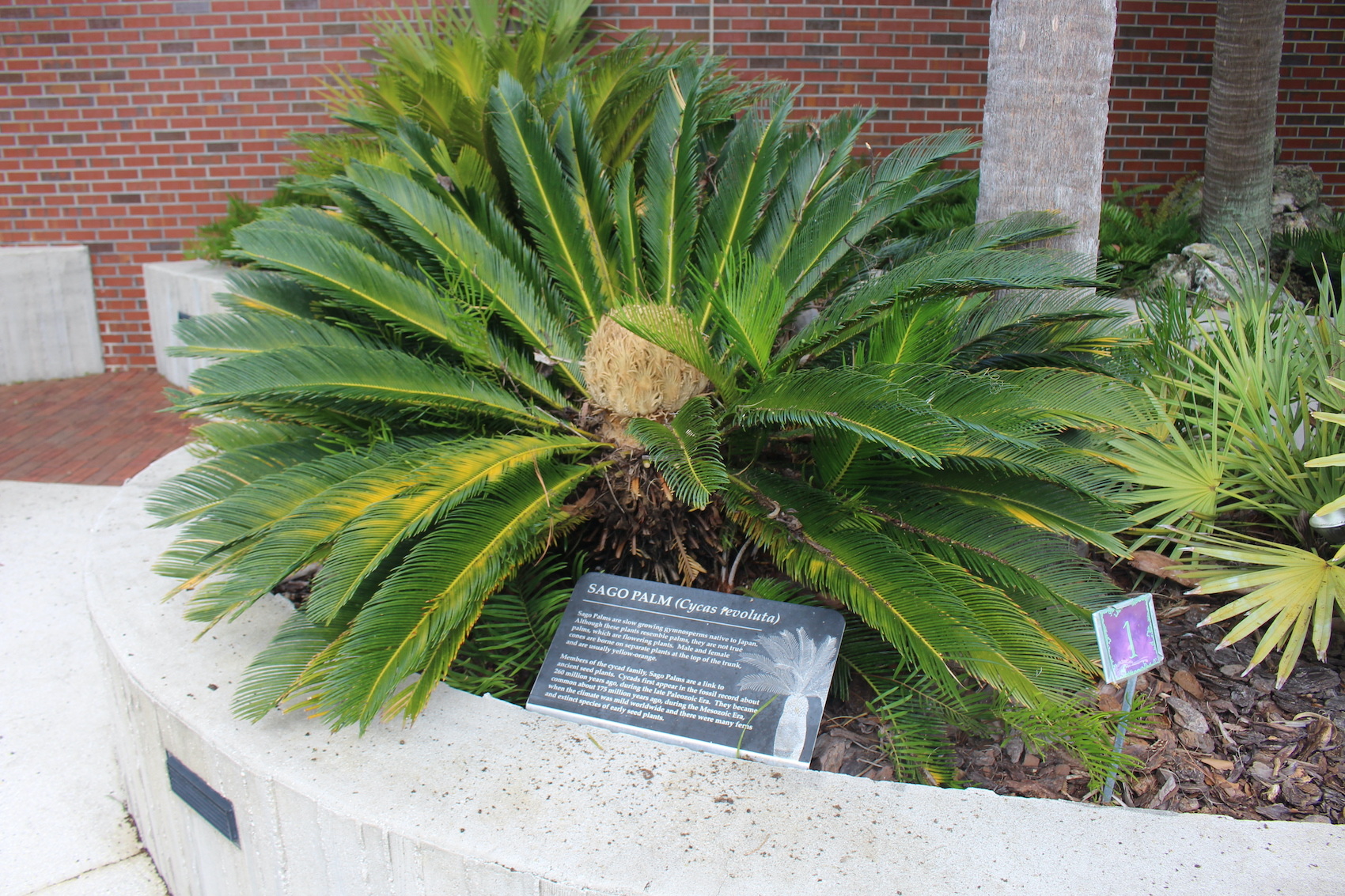 sago palm