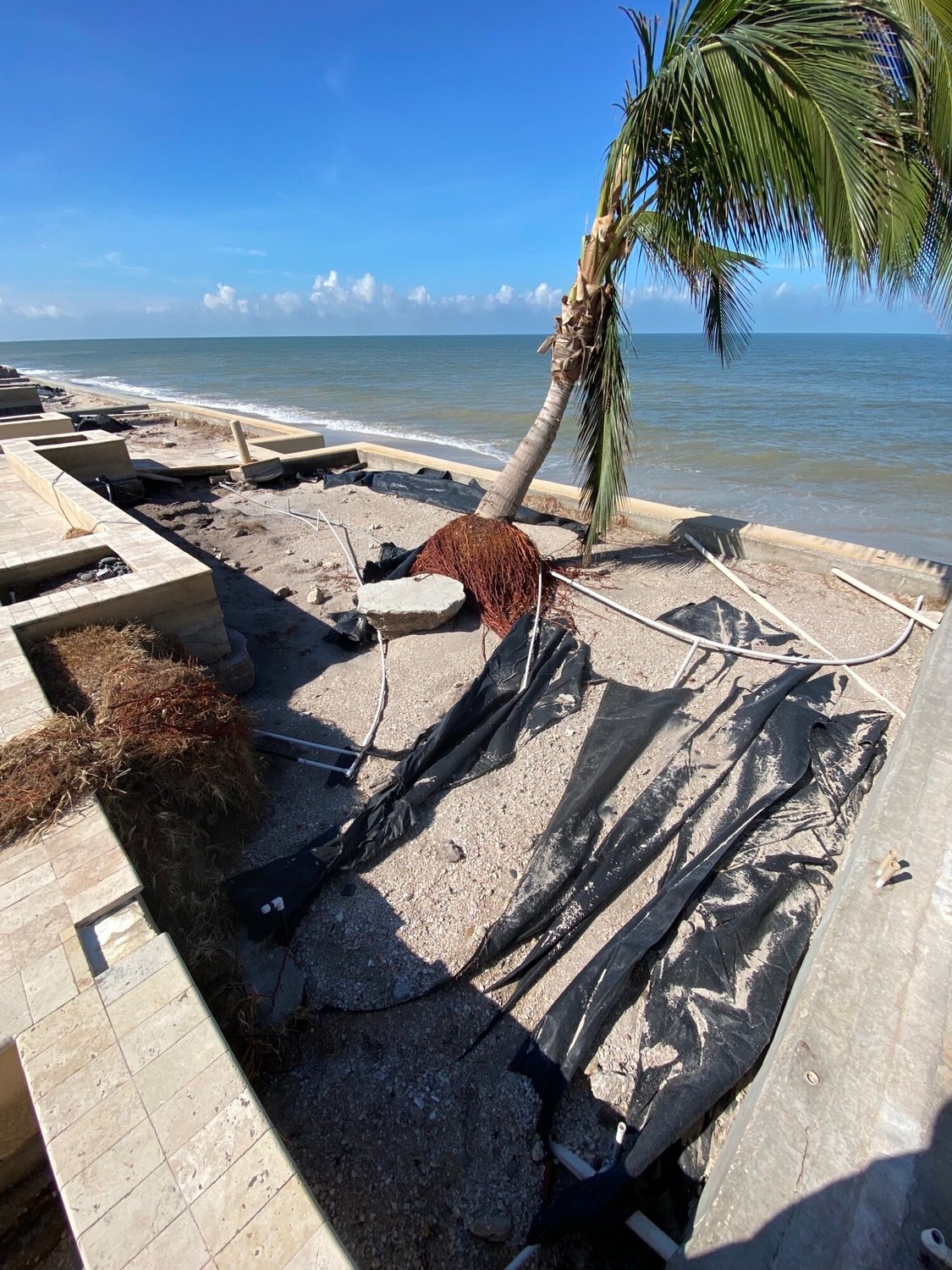 Hurricane storm damage palm tree on beach