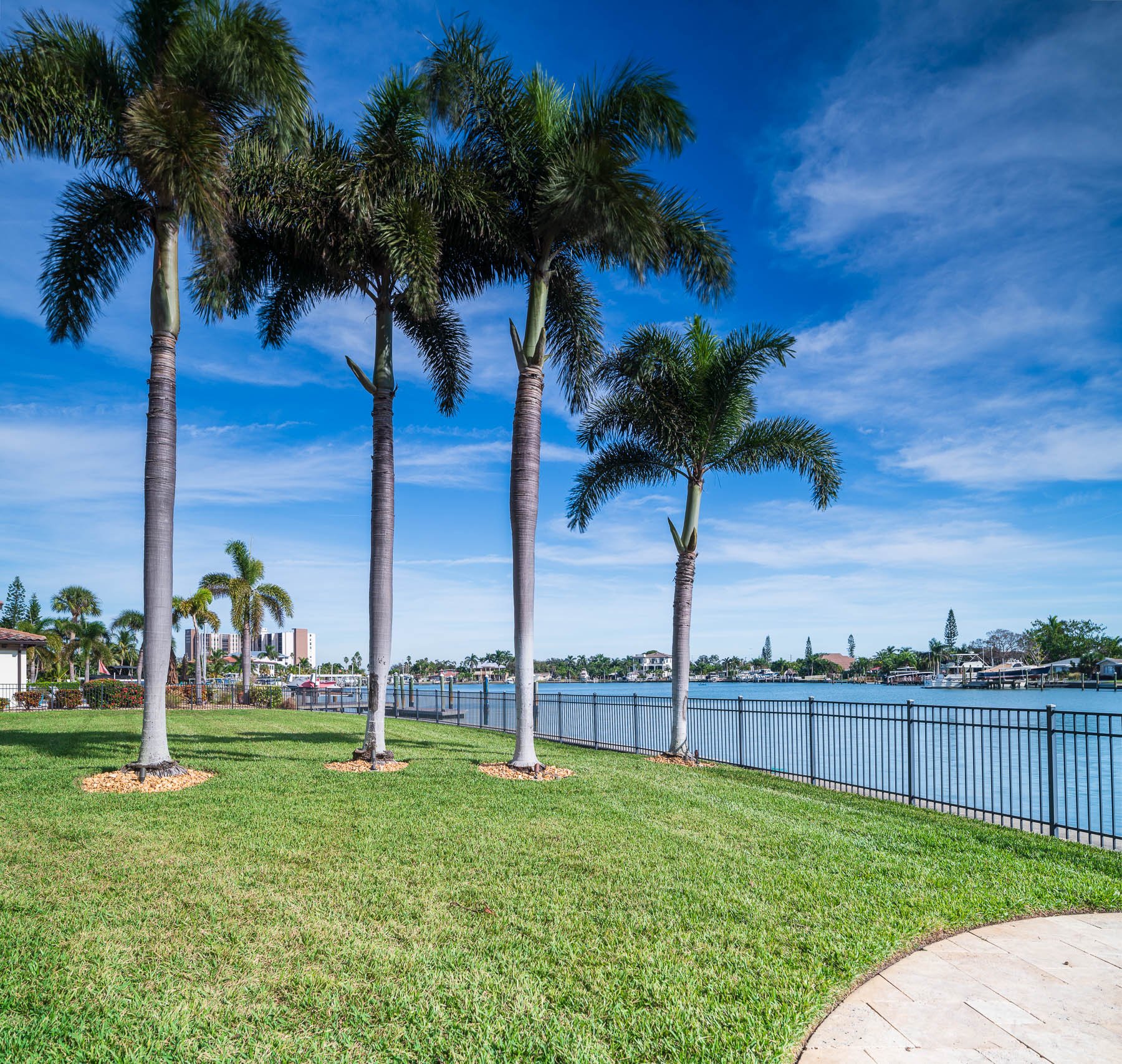 large palms by the water