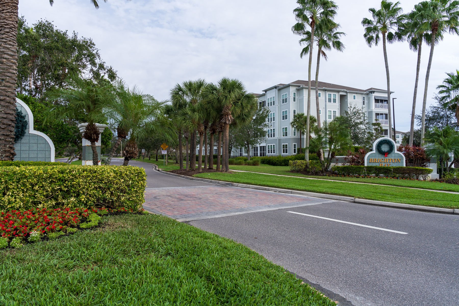 palm trees along road pavement 