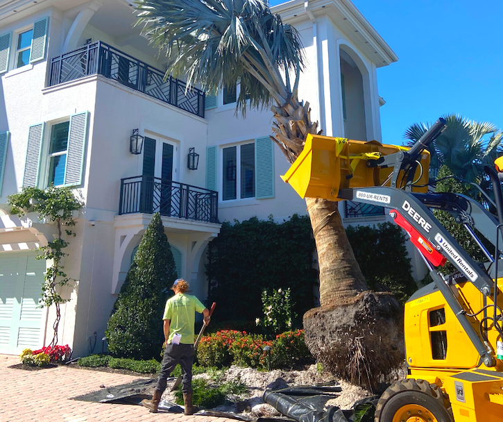 Large palm tree being installed in front yard