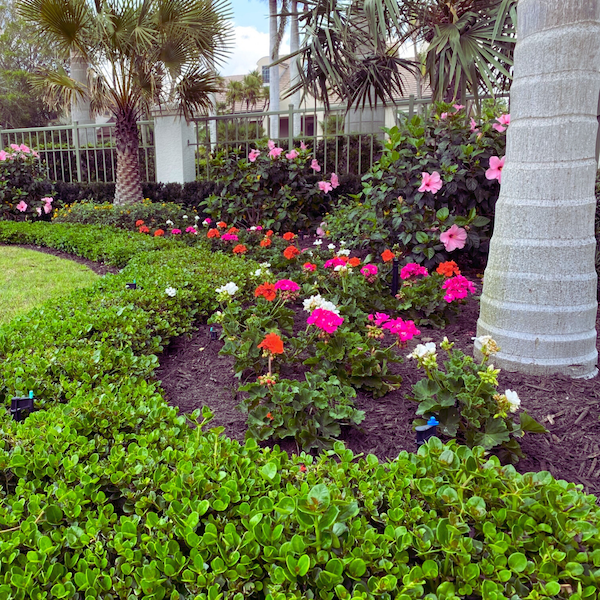 flower bed with fresh mulch