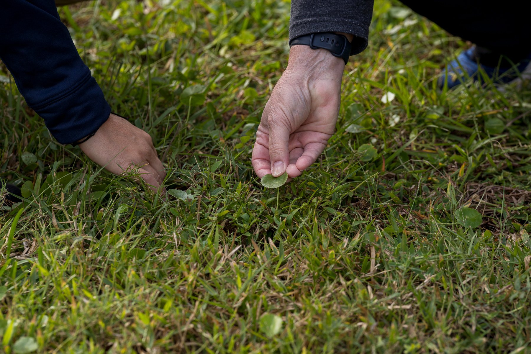 close up inspecting weeds on lawn