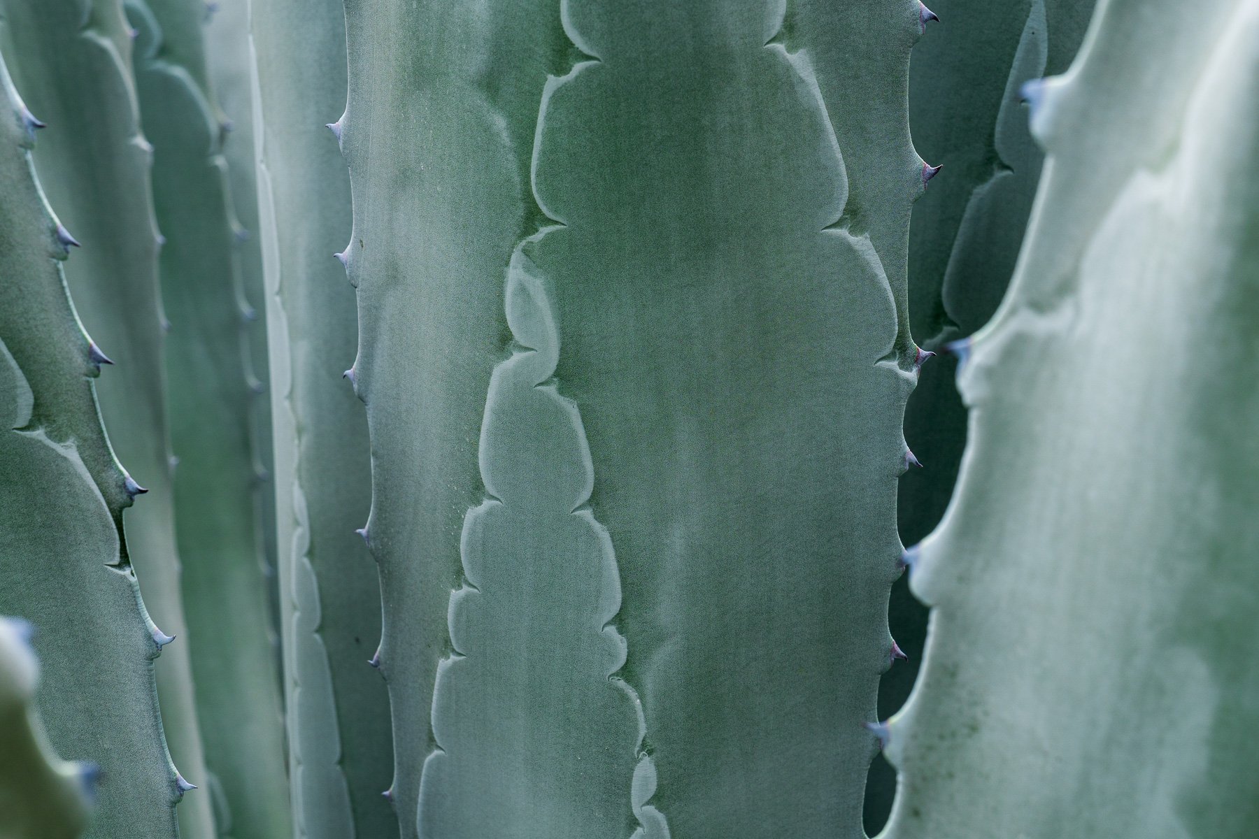 close up of agave plant