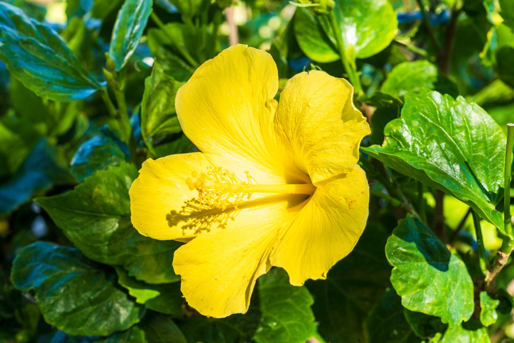 close up of flower