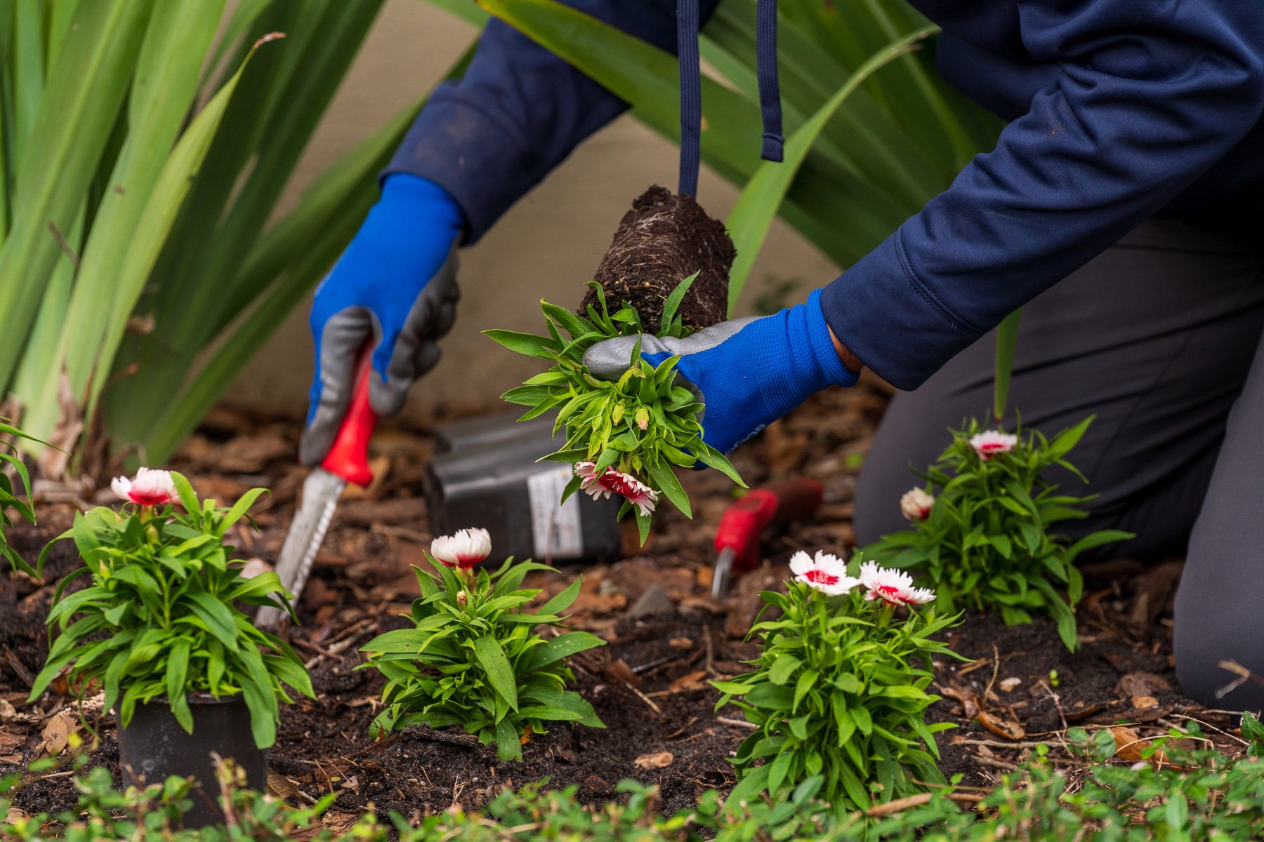 close up of new annuals being planted