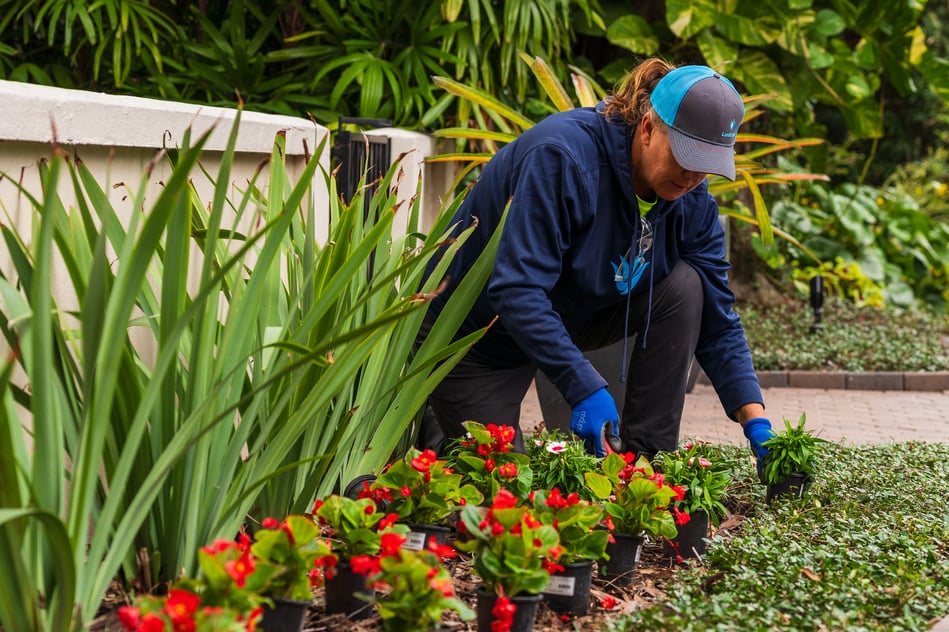 crew member planting new annuals in flower bed