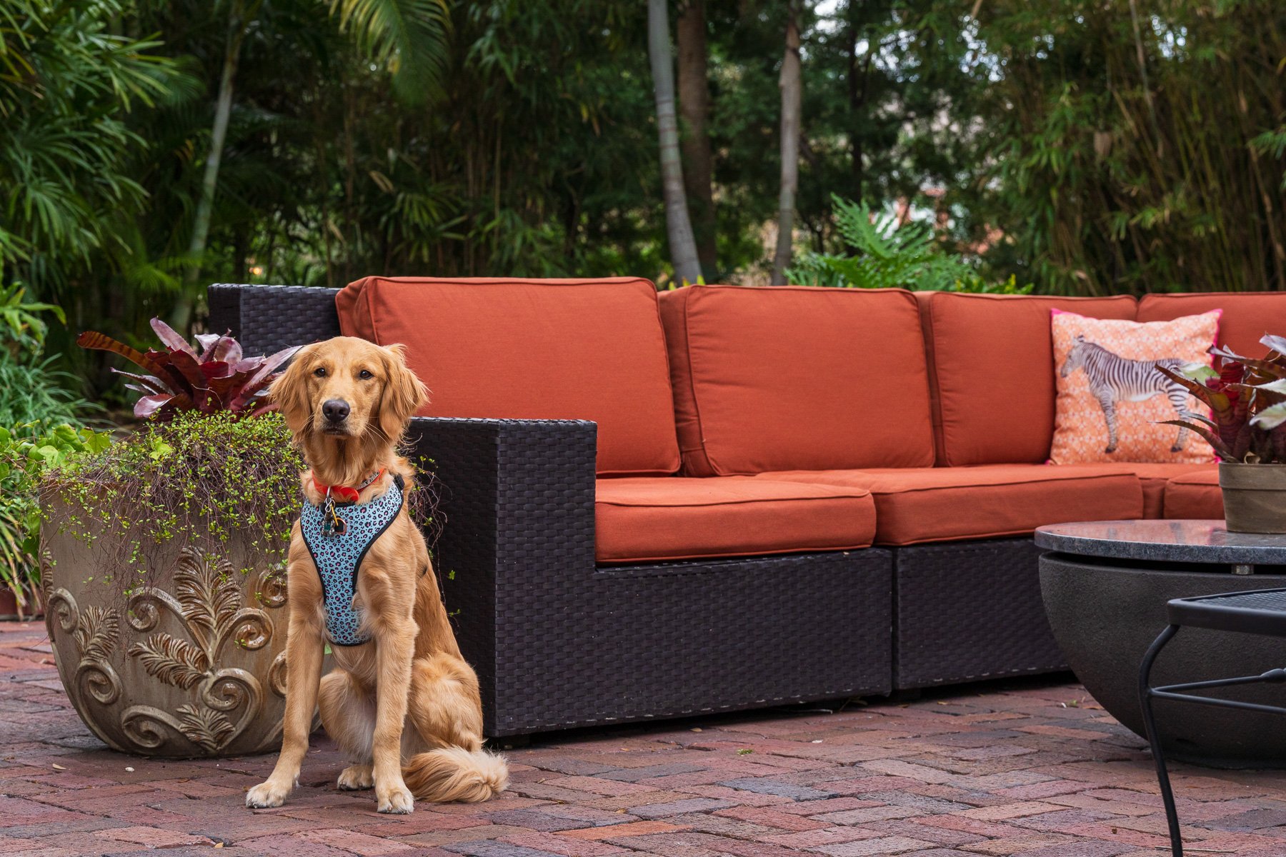 dog sitting on residnetial back patio next to potted plant