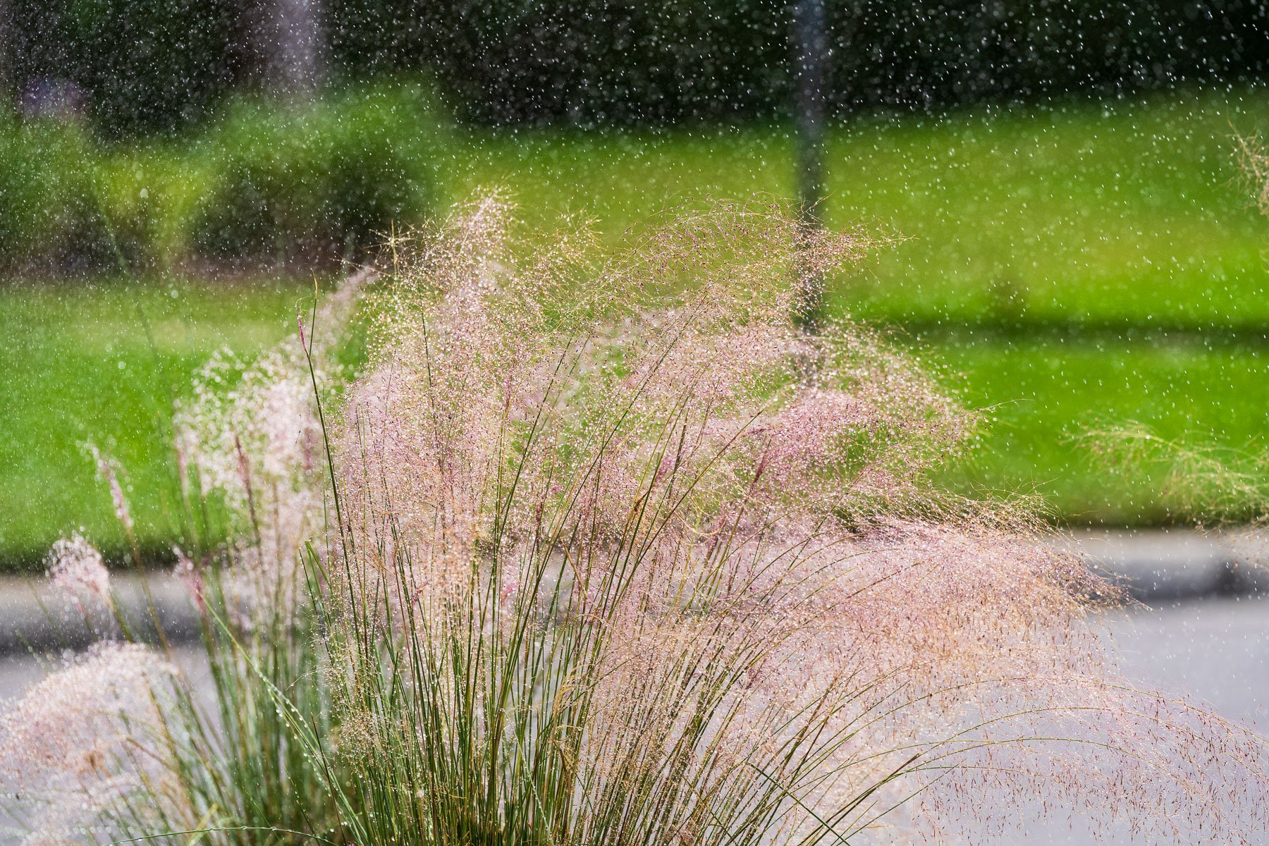 irrigation system watering plants along road