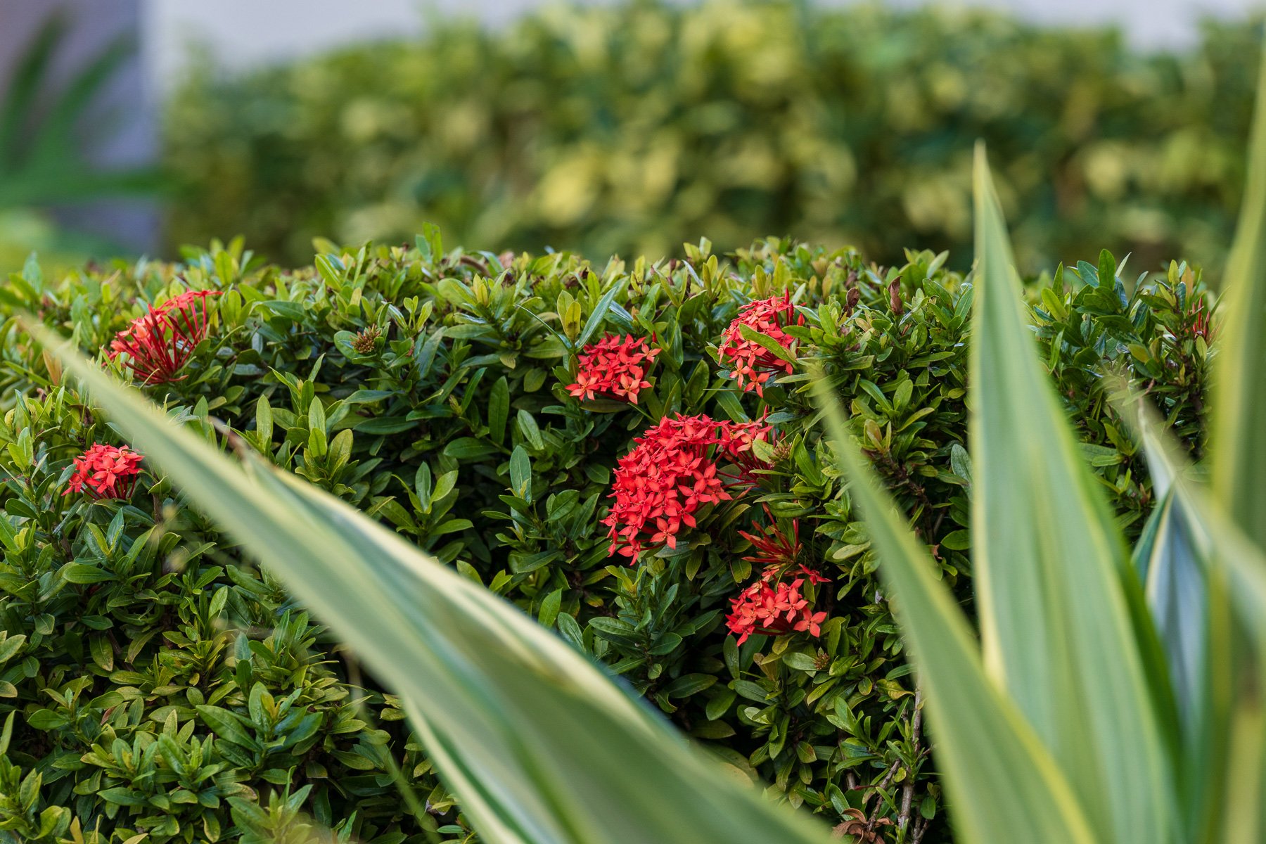 landscape maintenance close up of plants