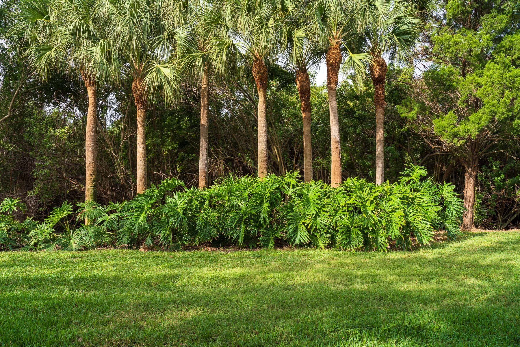 palm trees in a row along common area with grass