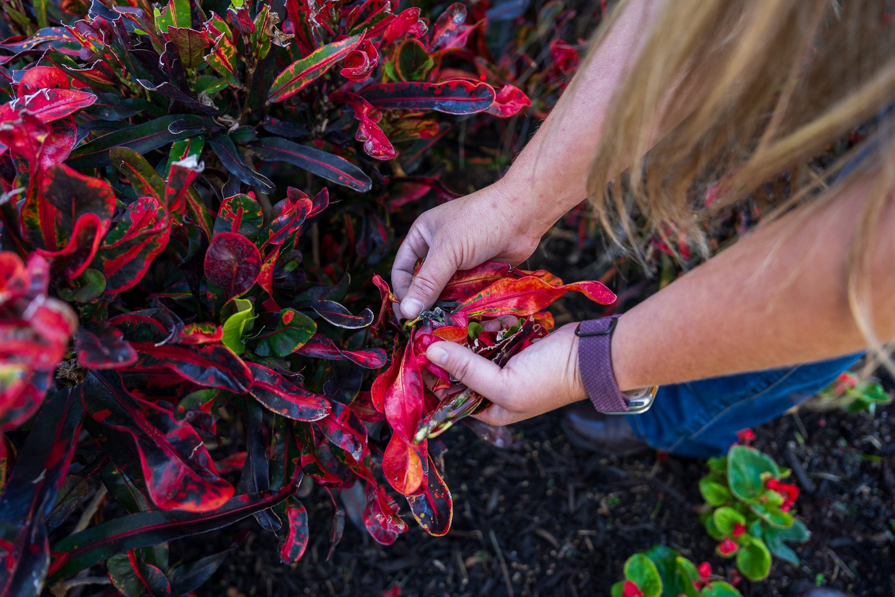 residential landscape maintenance crew inspecting shrub 1