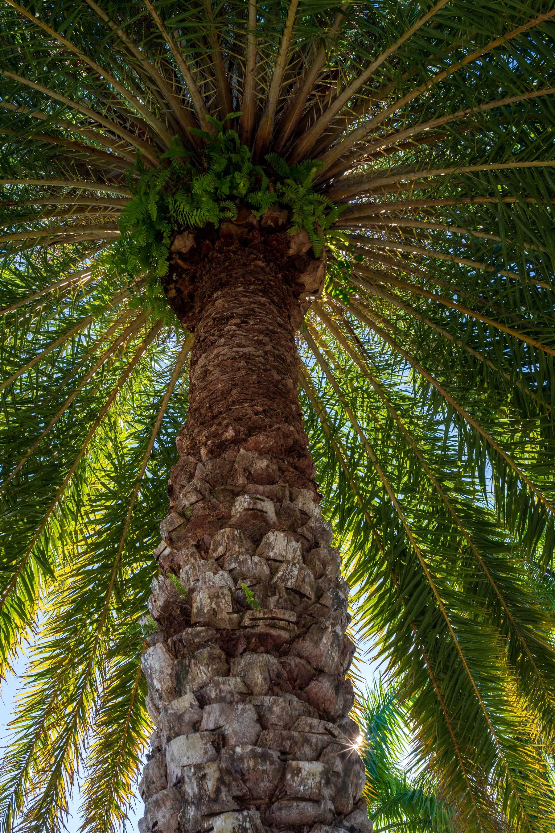 upward view of palm tree