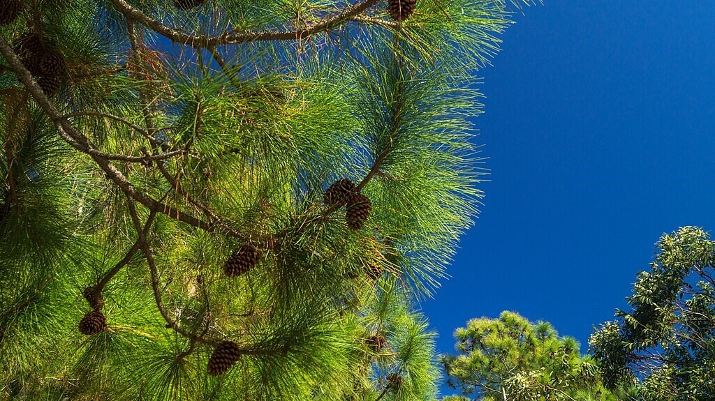 Pine Tree Branch