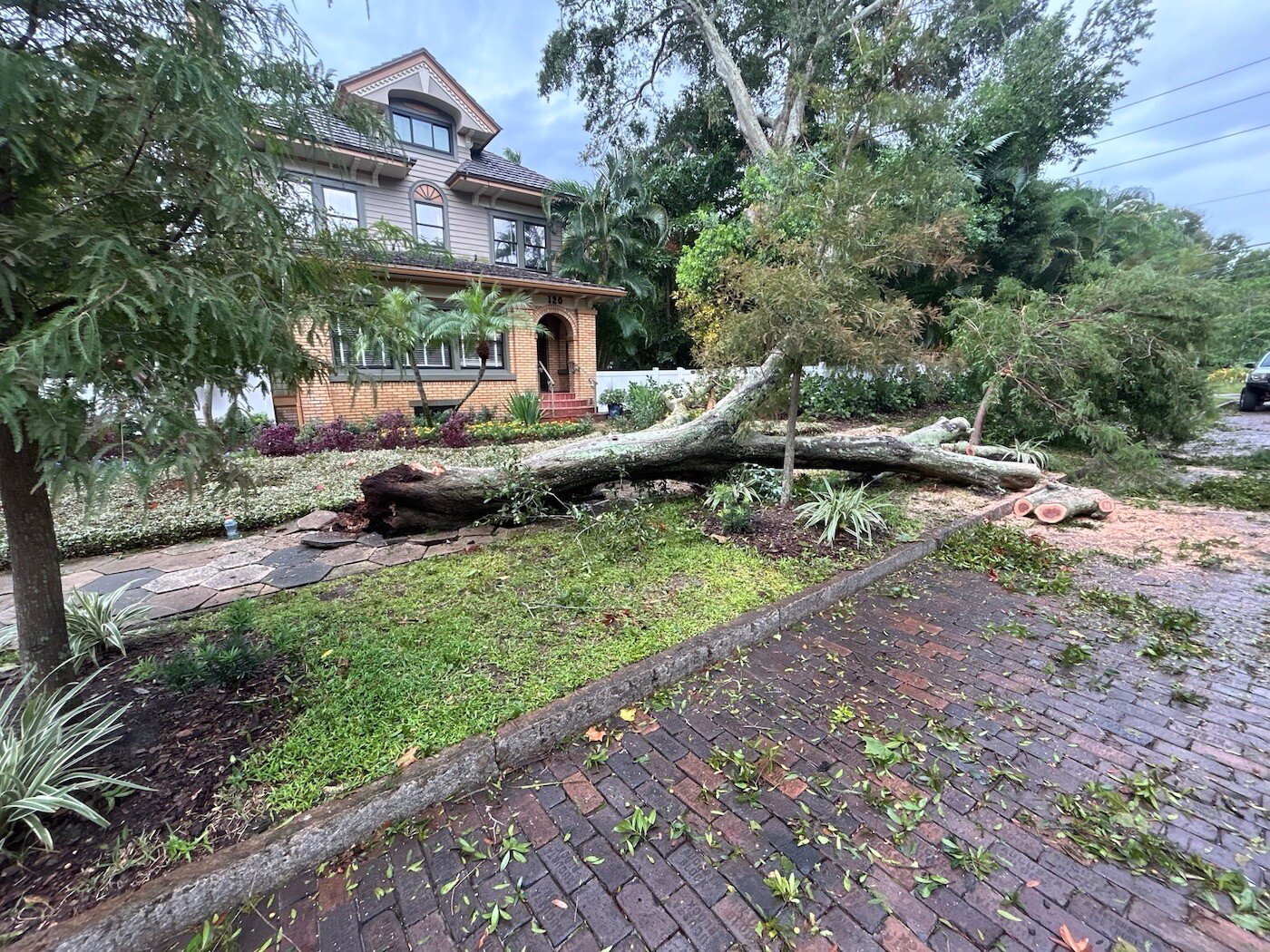 Hurricane storm damage tree down 