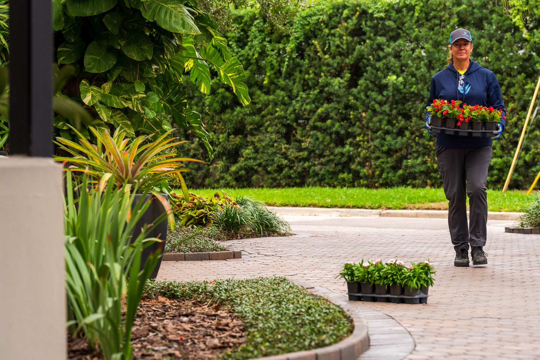 landscape crew memebr carrying new annuals to be planted