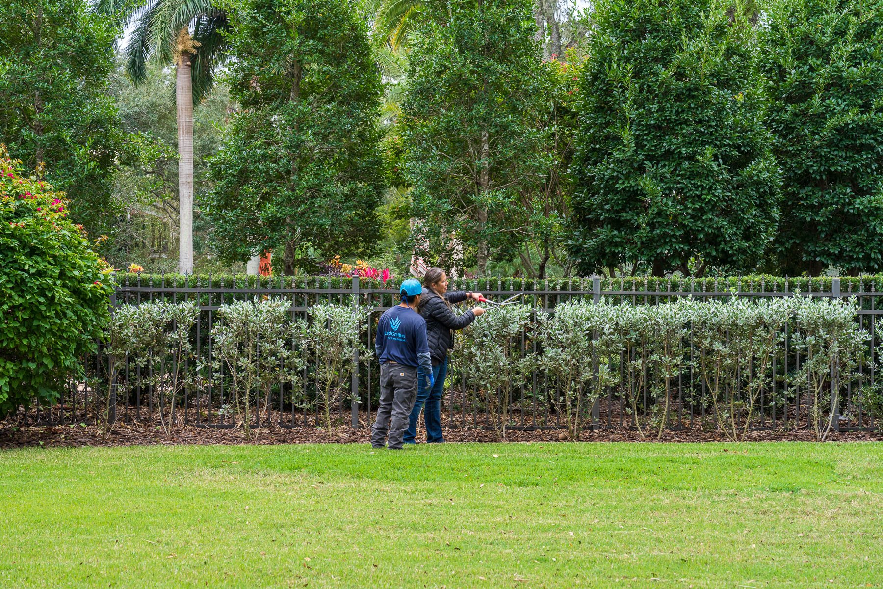 landscape crew pruning hedges along fence