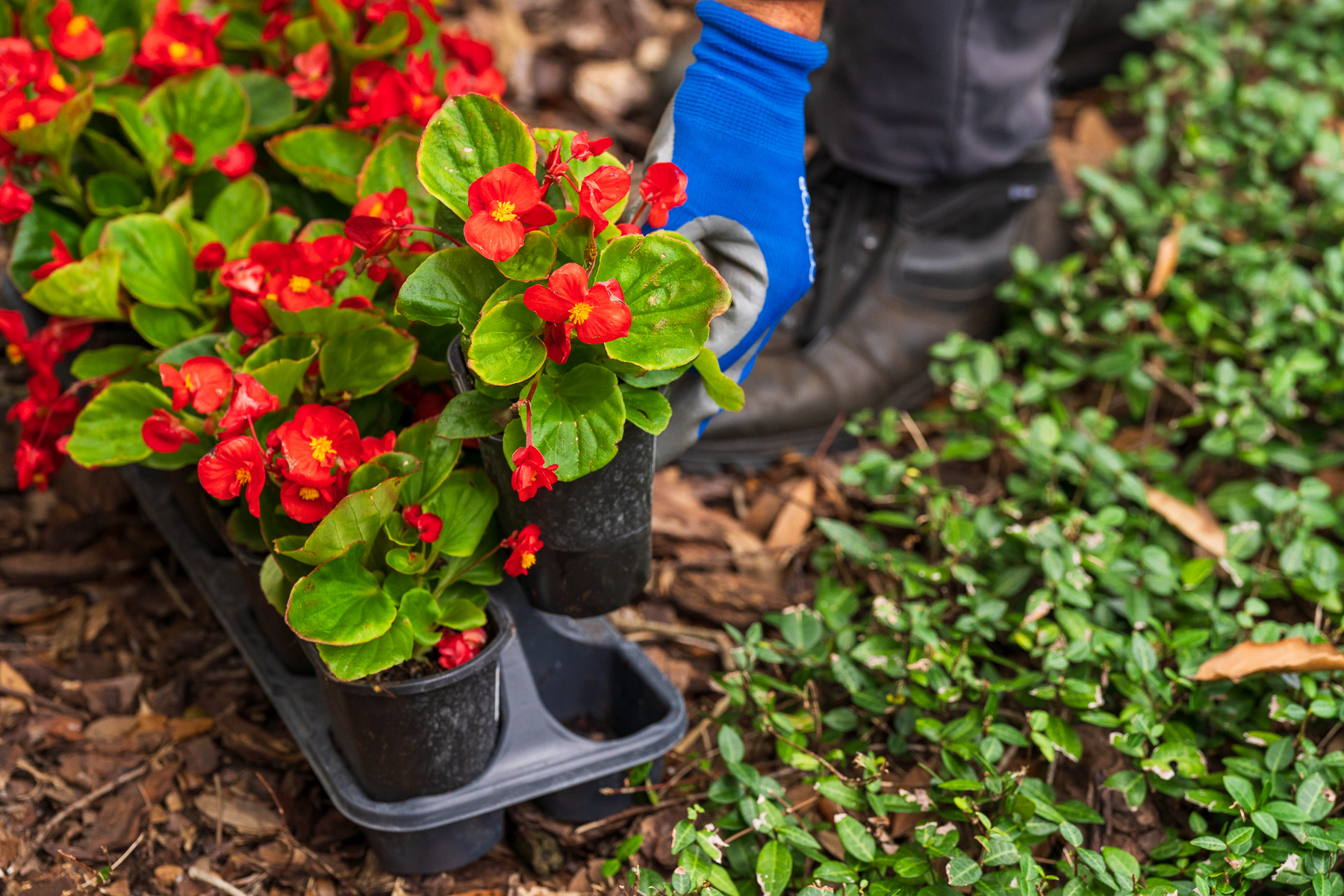 new annuals being planted