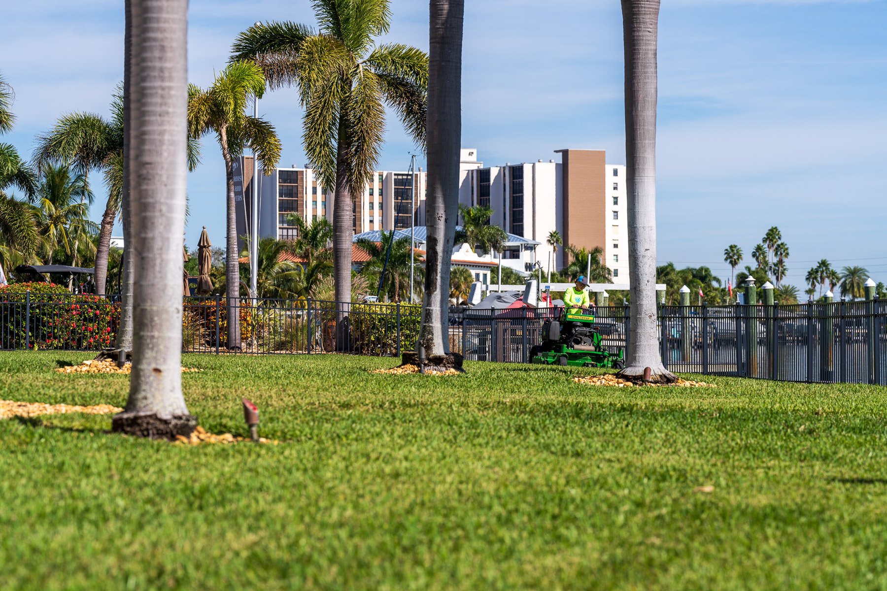 grass and palm trees