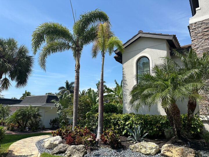 palm trees along walkway in yard